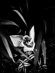 Flower No. 32, 2025