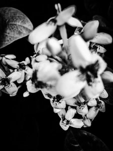 Flower No. 36