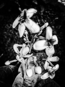 Flower No. 38