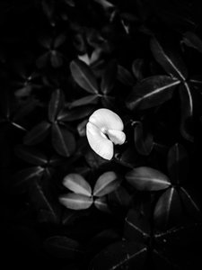 Flower No. 40, 2025