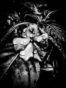 Flower No. 41