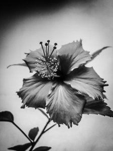 Flower No. 42