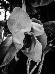 Flower No. 43