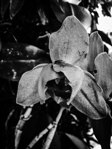 Flower No. 44