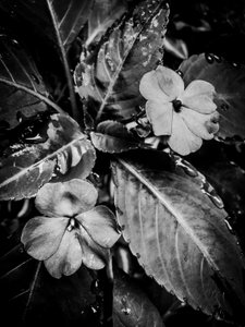 Flower No. 46