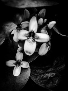 Flower No. 47