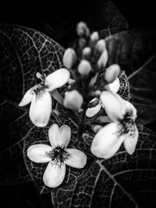 Flower No. 48