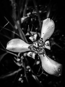 Flower No. 53