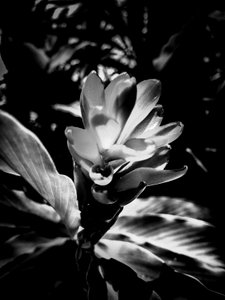 Flower No. 53