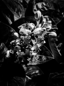Flower No. 7, 2025