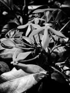 Flower No. 8