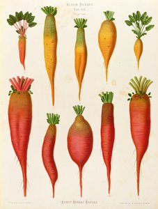 Carrots and Turnips: from the "Album Benary" Tab. XIV