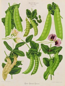 Peas: Tab. XXIII, from 