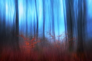 Blue Forest Dream