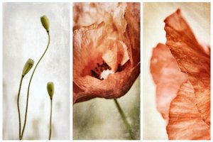 Earthy Poppy Triptych