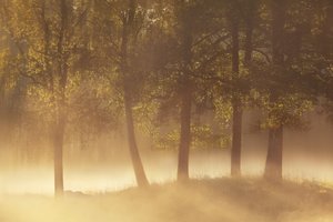 Golden Morning Mist