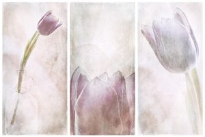 Lavender Tulip Dream