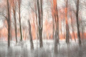 Orange Forest Glow by Gustav Davidsson