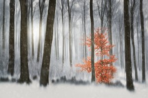 Orange Tree Winter Forest