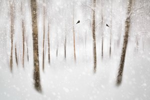 Serene Winter Forest