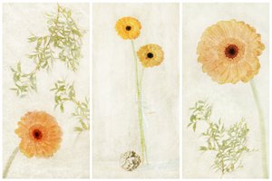 Soft Gerbera Triptych