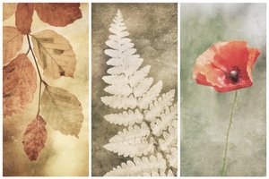 Vintage Nature Trio