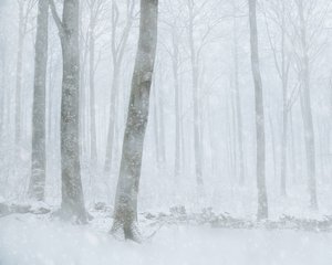 Winter Snowfall Forest