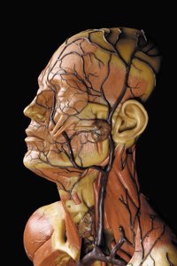 (Detail) of a Male Anatomical Ecorche Model, Displaying Muscles, Arteries and Veins, the Circulation and Nervous System by Gustav Zeiller