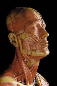 Detail of a male anatomical ecorche model, displaying muscles, arteries and veins, the circulation and nervous system by Gustav Zeiller