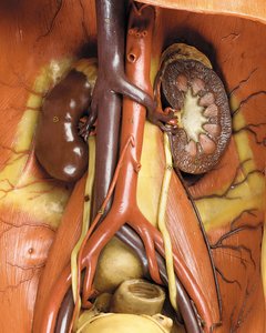 Detail of a male anatomical ecorche model, displaying muscles, arteries and veins, the circulation and nervous system by Gustav Zeiller