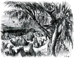 Sindbad the sailor (Sinbad) - tale of the thousand and one (1001) nights - illustration by Gustave Dore - edition Maxwell 1865 - Seventh voyage: Sindbad, perch in a tree, pulls with his bow on elephants by Gustave Dore