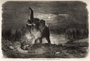 The hunter surprised by an elephant, near Lake Ngami, drawing by Gustave Dore, to illustrate the adventures and hunts of Charles Jean Anderson in southern Africa. Engraving in 