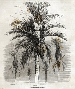 The ligation of the palm trees in Elche, with the aim of preserving the whiteness, in order to braid them, drawing by Gustave Dore, to illustrate his journey to Spain, in 1862, with Ch. Davillier. Engraving in Le tour du monde, edited by Edouard Charton by Gustave Dore