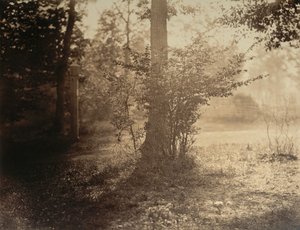 Tree Study, Forest of Fontainebleau