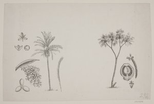 Botanical Leaf from Schouw