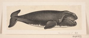 A Whale