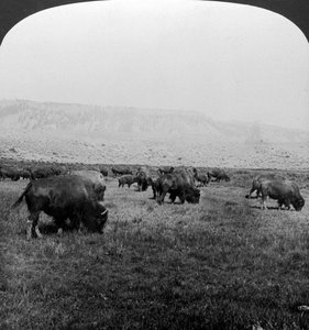 Buffalo, Yellowstone National Park, USA