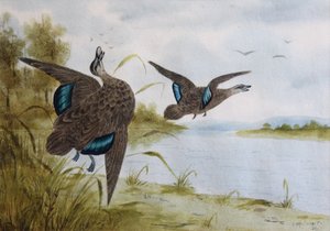 Pacific Black Ducks by H. H. Calvert