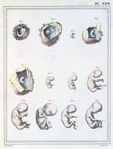 Diagram Showing the Stages of Embryonic Development, from 
