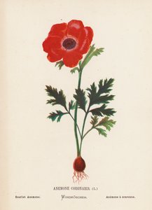 Wild Flowers of the Holy Land: Anemone Coronaria; Scarlet Anemone
