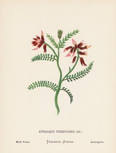 Wild Flowers of the Holy Land: Astragalus Tuberculosus; Milk Vetch