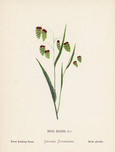 Wild Flowers of the Holy Land: Briza Maxima; Great Quaking Grass by Hannah Zeller