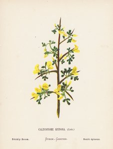 Wild Flowers of the Holy Land: Calycotome Spinosa, Link; Prickly Broom by Hannah Zeller