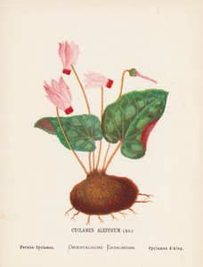 Wild Flowers of the Holy Land: Cyclamen Aleppicum, Ait; Persian Cyclamen by Hannah Zeller