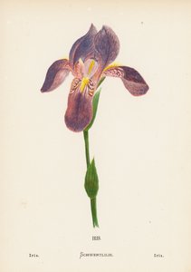 Wild Flowers of the Holy Land: Iris; Iris