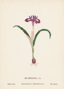 Wild Flowers of the Holy Land: Iris Reticulata; Dwarf Iris by Hannah Zeller