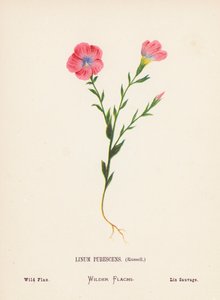 Wild Flowers of the Holy Land: Linum Pubescens, Russell; Wild Flax