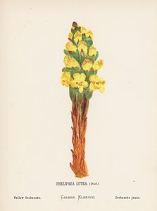 Wild Flowers of the Holy Land: Phelipaea Lutea, Desf; Yellow Orobanche by Hannah Zeller