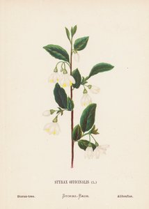 Wild Flowers of the Holy Land: Styrax Officinalis; Storax-tree