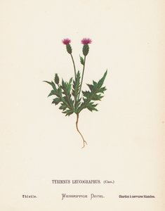 Wild Flowers of the Holy Land: Tyrimnus Leucographus, Cass; Thistle